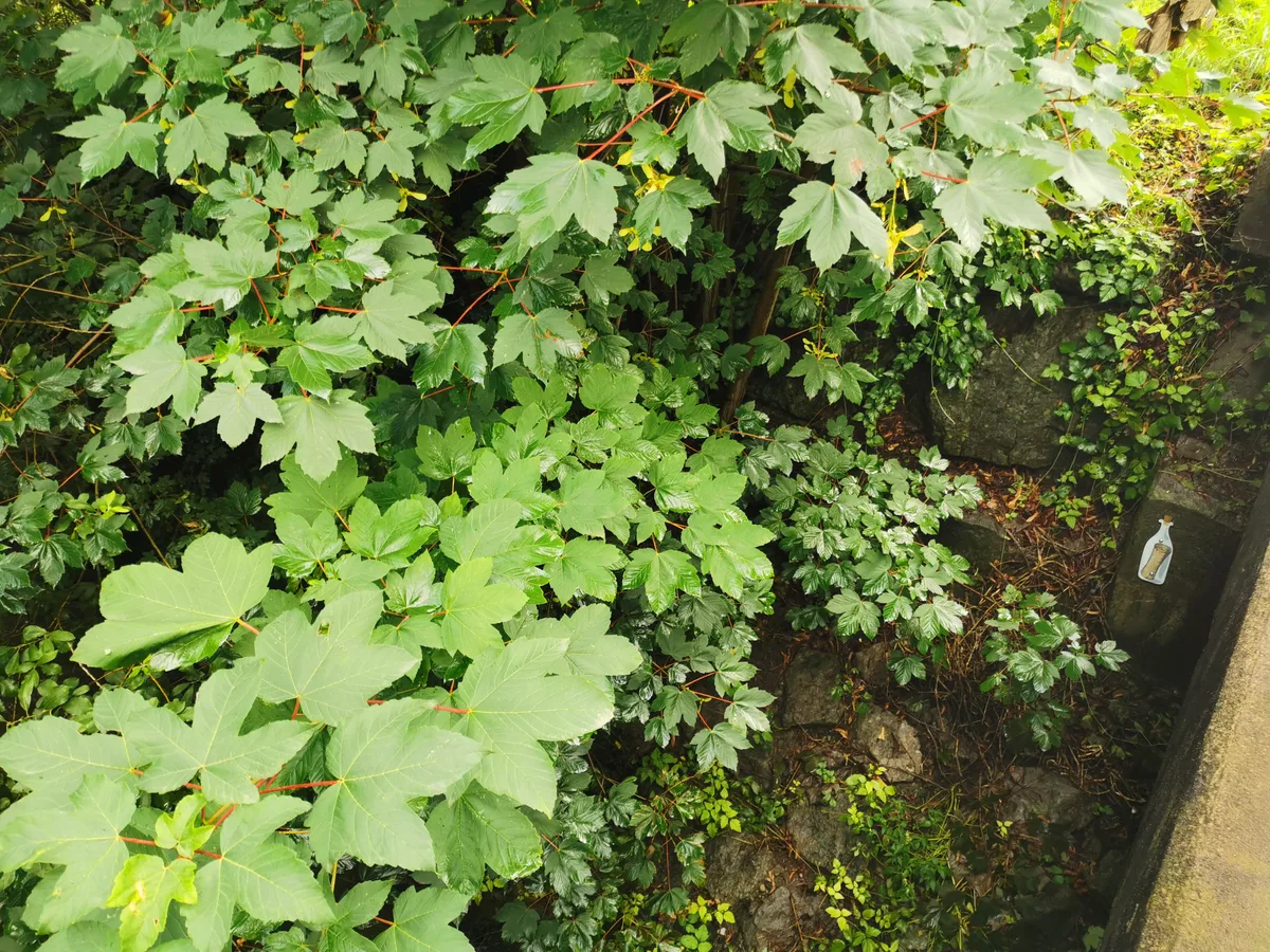 Wenn die Kinder eine kleine Brücke erreichen, entdeckt Winnie eine Flaschenpost. Das soll zeitgleich geschehen. Pflanzen, rechts eine Flaschenpost.